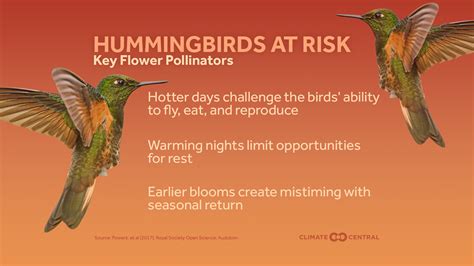 Hummingbirds: Guardians of Tropical Forests